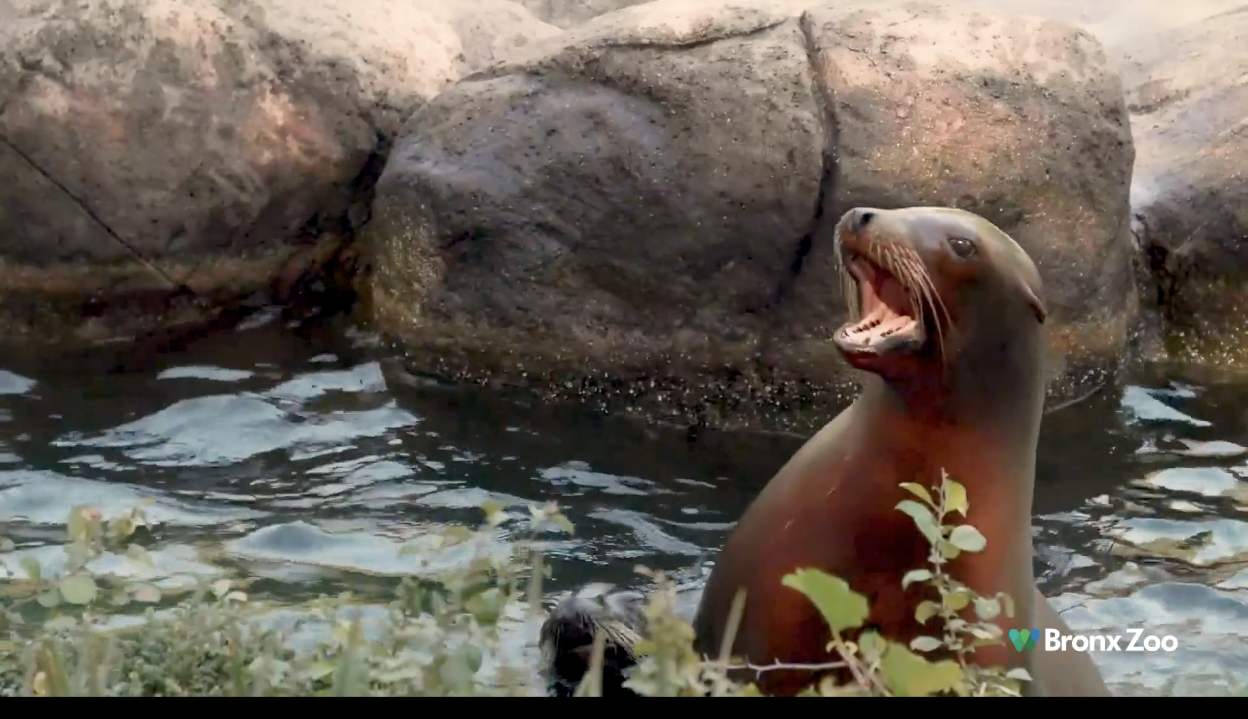 The Bronx Zoo — emma wood | acd/art